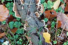 IMG-20221028-WA0035