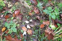 IMG-20221028-WA0067