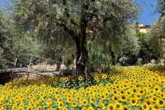 IMG-20230904-WA0071