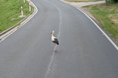 PXL_20240623_061038399.MP_