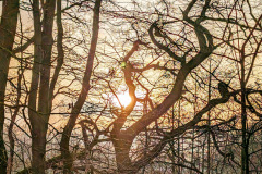 PXL_20240120_1446310702-EFFECTS