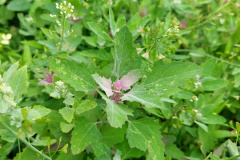 vom-Acker-auf-den-Teller-7